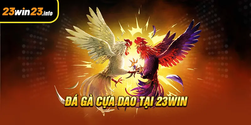 Đá gà cựa dao tại 23win Đá gà cựa dao tại 23win